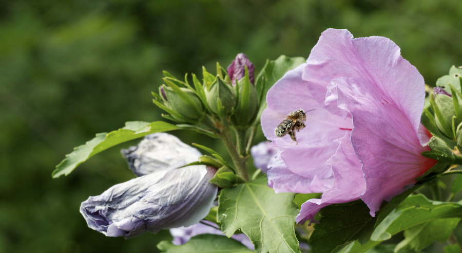 la pollinisation en action