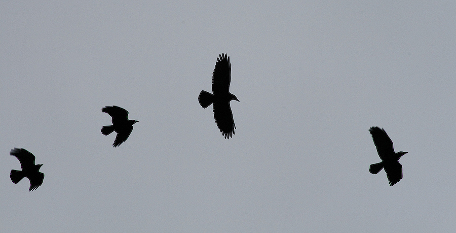 corvides sinusoides