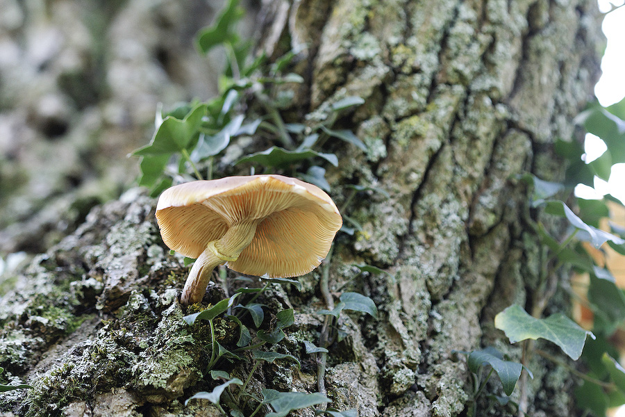 champignons arboricoles (4/6)