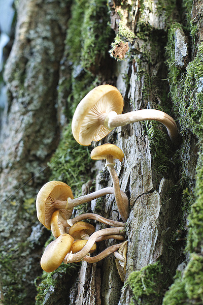 champignons arboricoles (6/6)