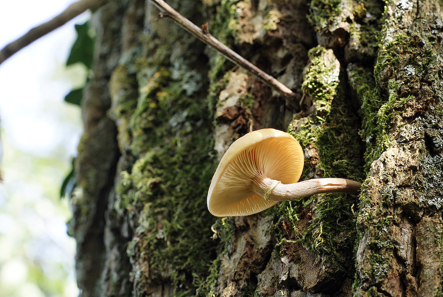 champignons arboricoles (5/6)