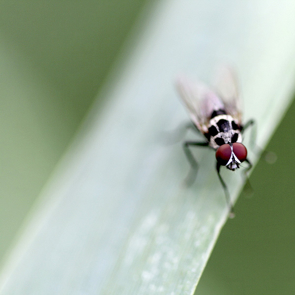 la mouche voit rouge