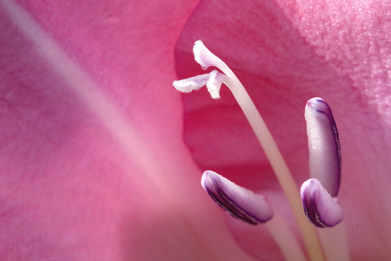 coeur rosé