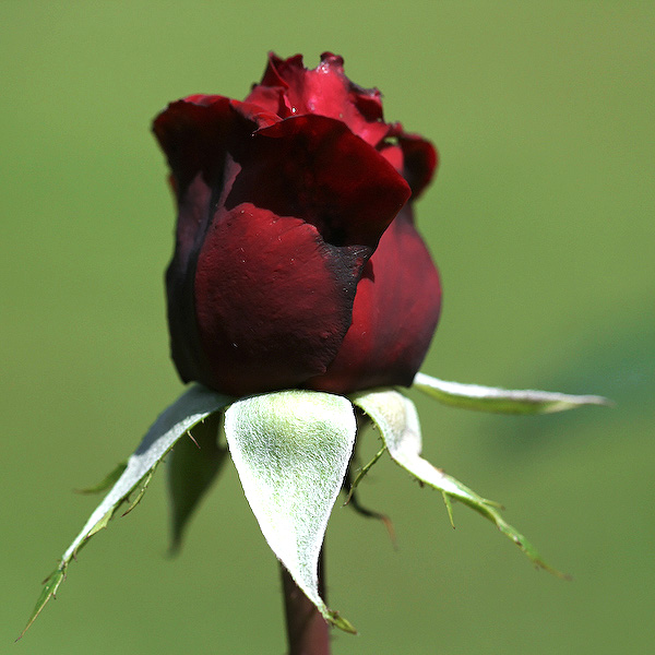 plutôt rouge ou rosé?