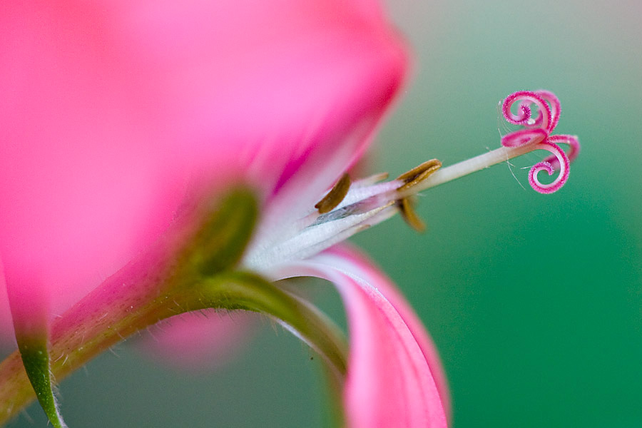 geranium