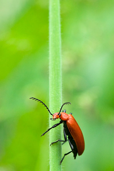 Pyrochroa serraticornis