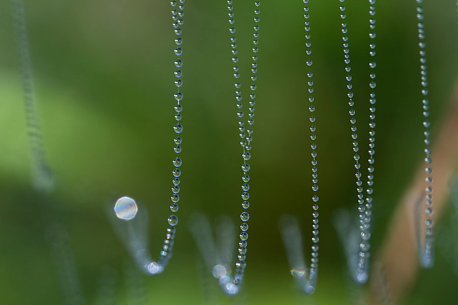 collier de perles