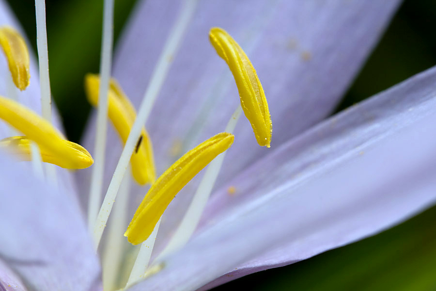 étamines de crocus