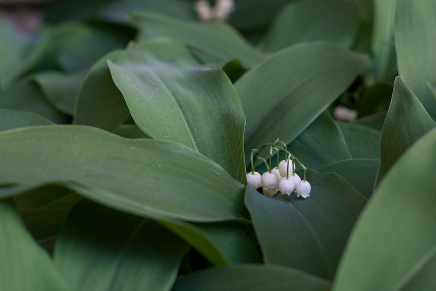 muguet de mai...