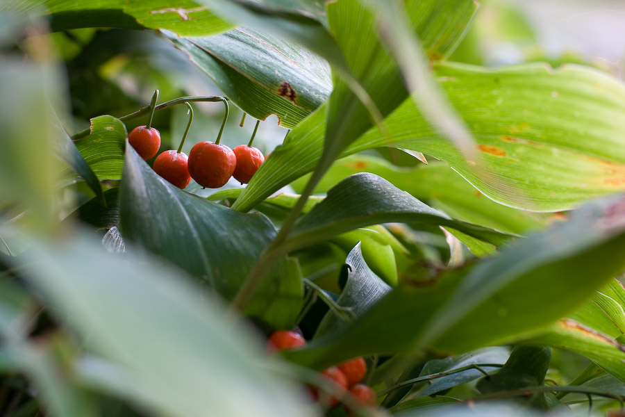 ...le muguet de septembre...