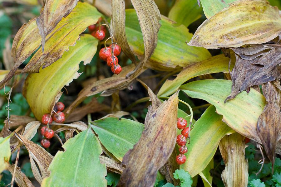 ...le muguet d'octobre...