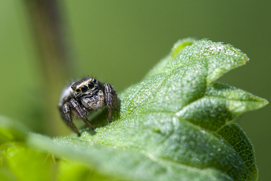 salticidé à l'oeil noir