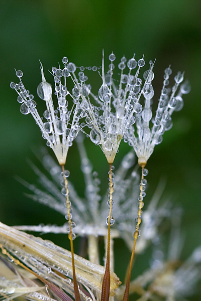 perles d'aigrettes