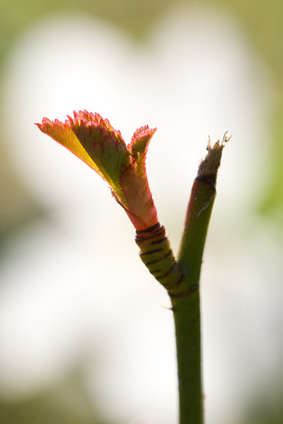 pousse et fleur