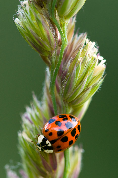 un amour de coccinelle? (Harmonia axyridis)