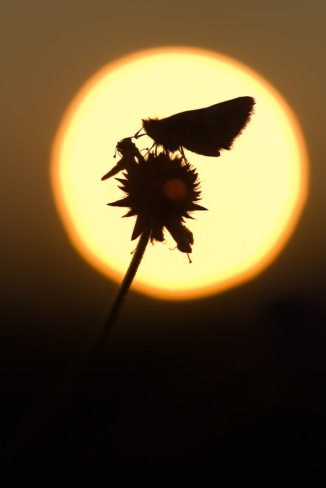 papillon de jour et contre-jour