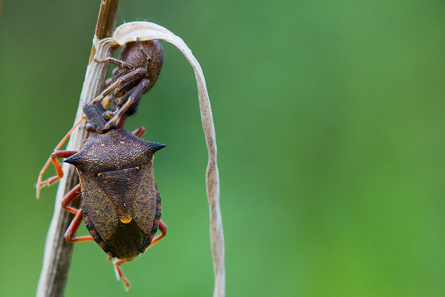 punaise (Picromerus bidens) en mauvaise posture