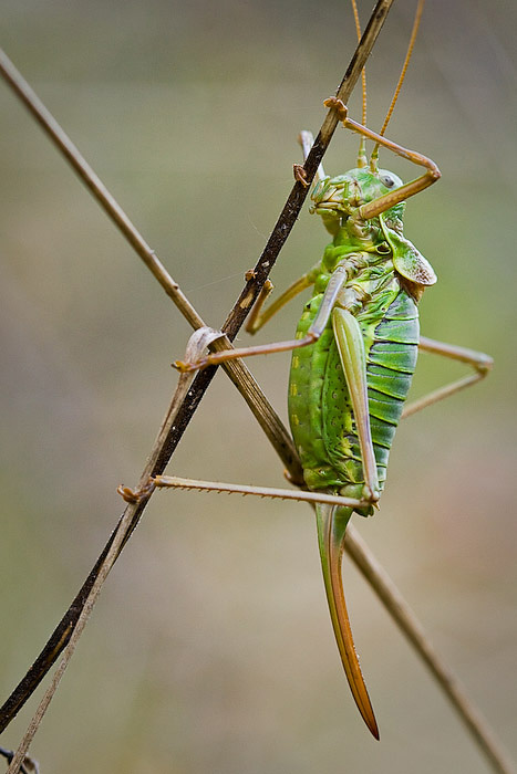 X tizi (Ephippiger ephippiger)