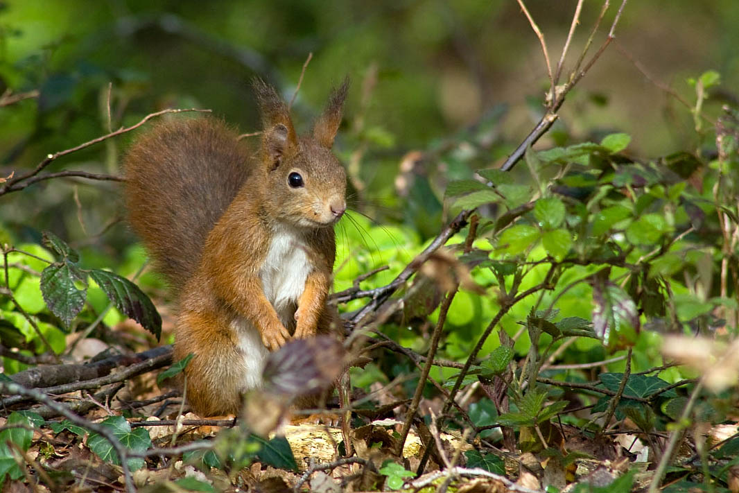 écureuil roux (Sciurus vulgaris)