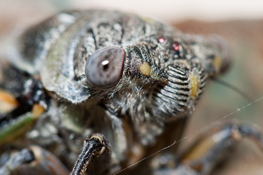 au pays des cigales (Cicada orni)