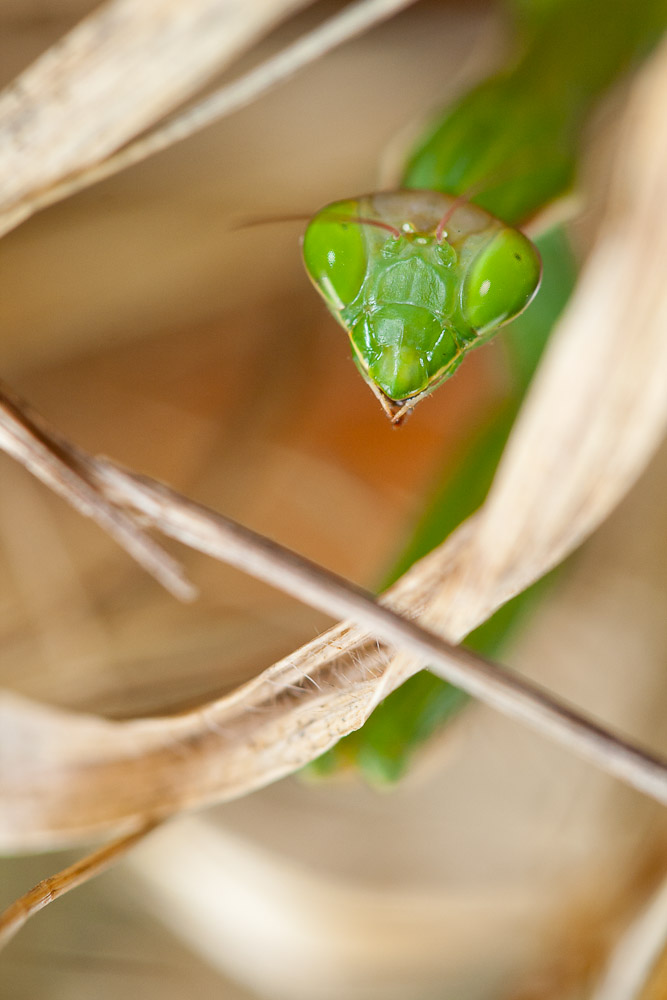 Vivre et laisser mourir (mante religieuse, Mantis religiosa)