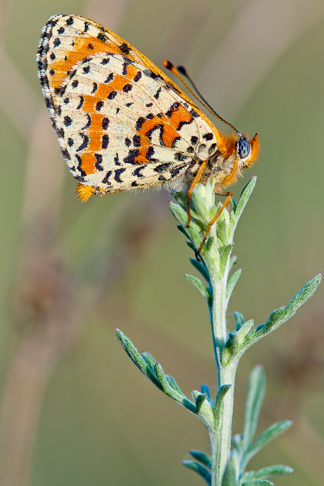 Mélitée des scabieuses (Melitaea parthenoides)