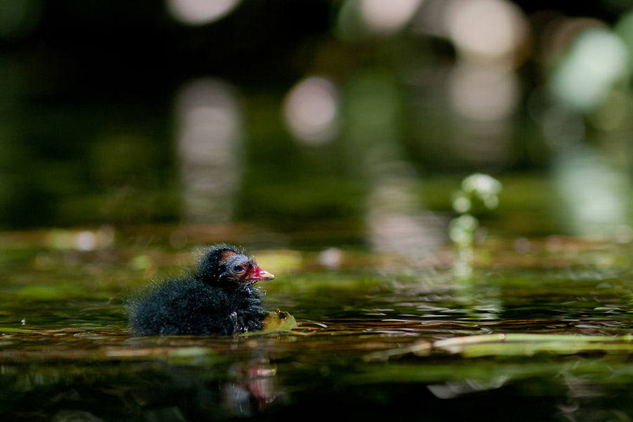 poussin de gallinule poule-d'eau (Gallinula chloropus)