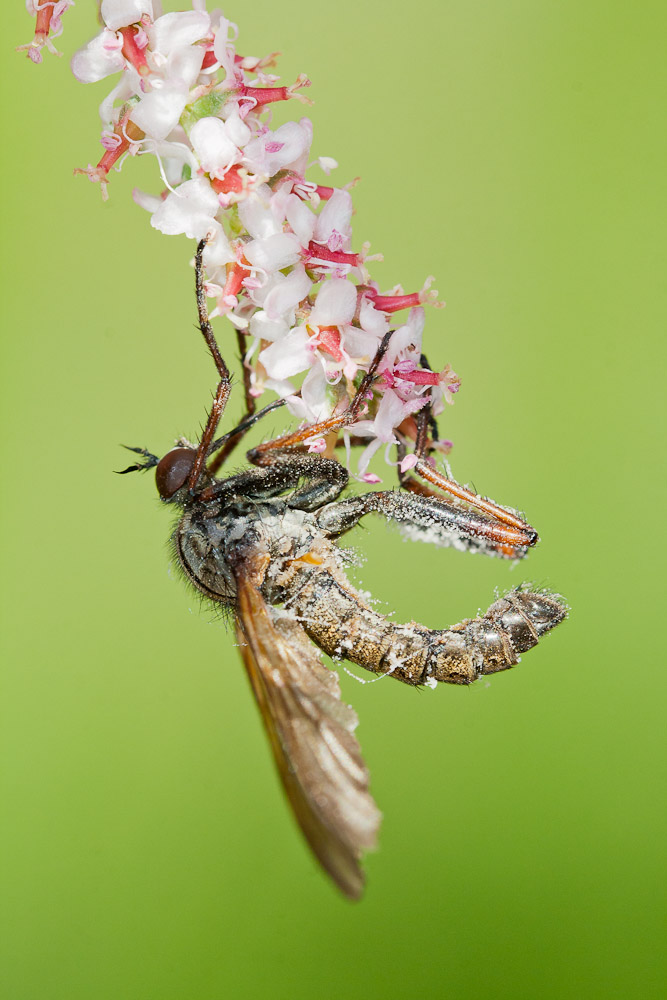 Empis tessellata aux champignons