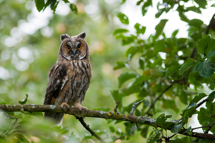 Hibou moyen-duc (Asio otus) 