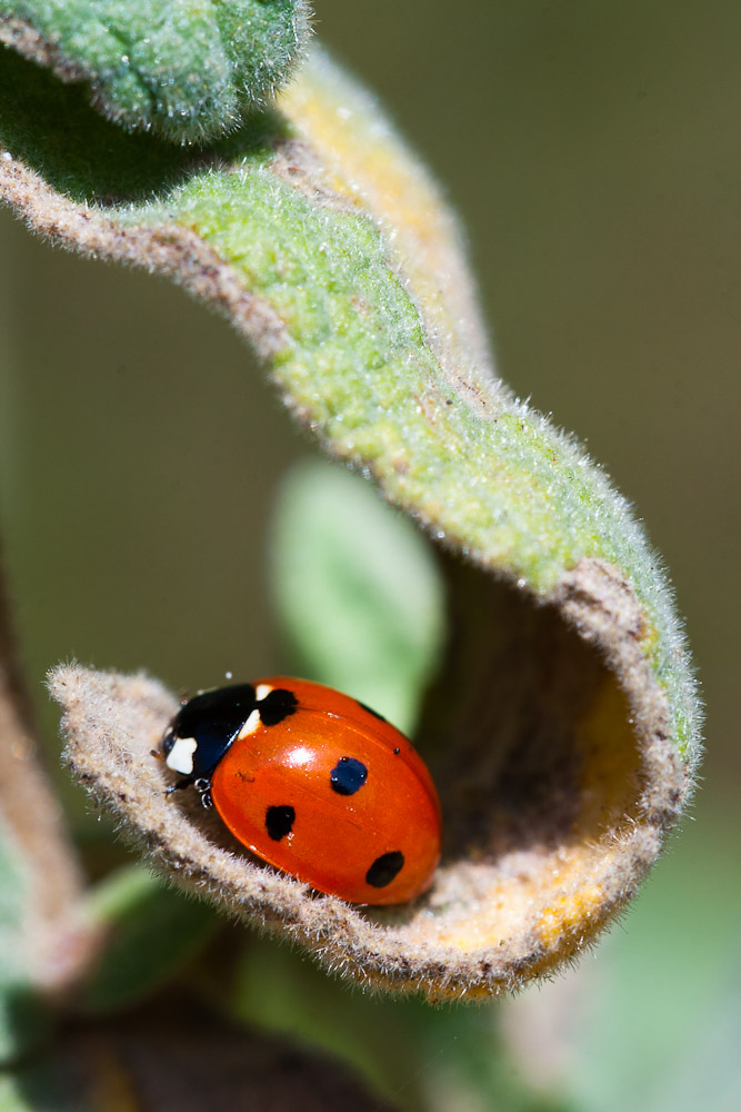 coccinelle à sept points (Coccinella septempunctata)