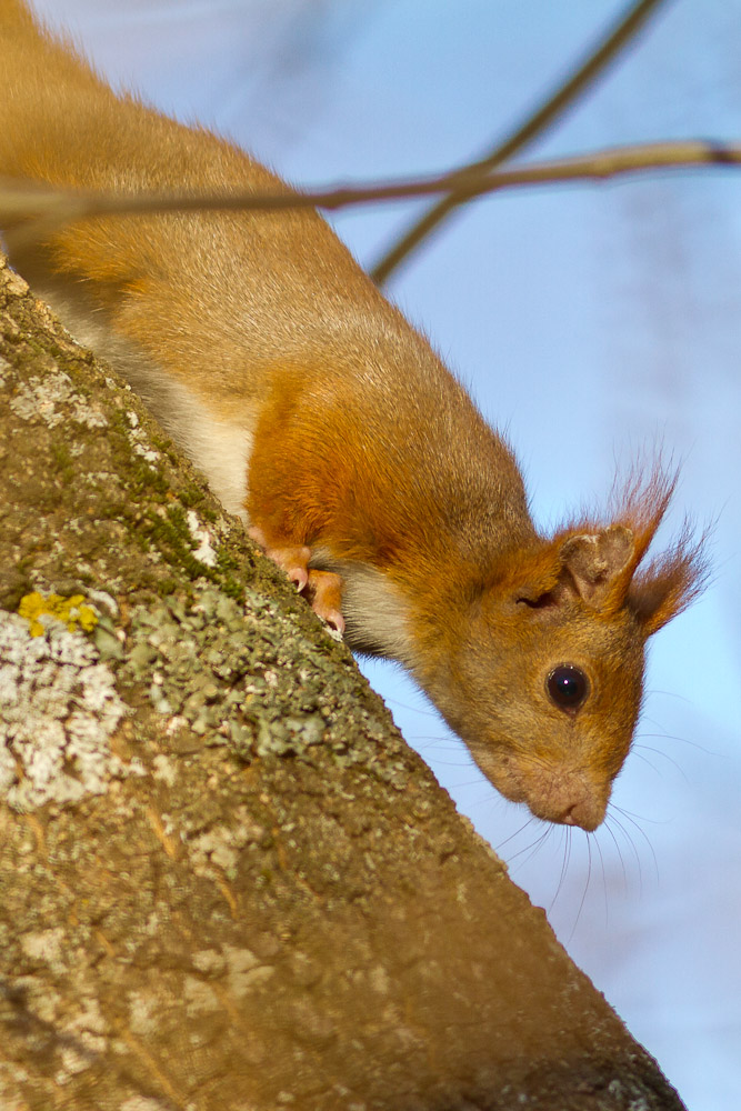 écureuil roux du matin (Sciurus vulgaris)