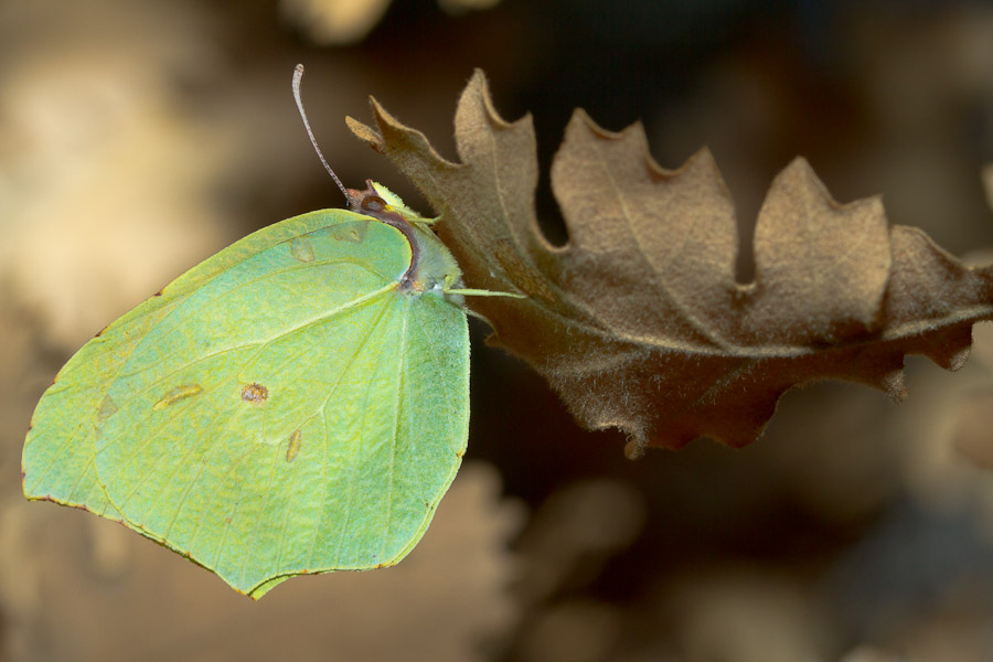 le citron (Gonepteryx rhamni)?