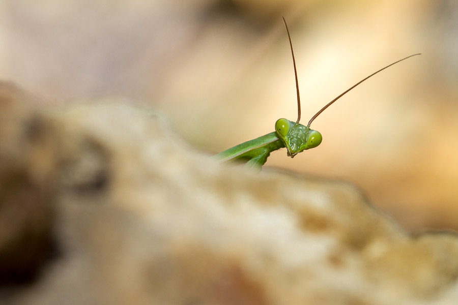 Mante religieuse (Mantis religiosa)