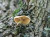 champignons arboricoles (4/6)