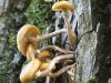 champignons arboricoles (6/6)