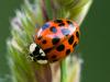 un amour de coccinelle? (Harmonia axyridis)