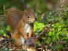 écureuil roux (Sciurus vulgaris)