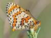 Mélitée des scabieuses (Melitaea parthenoides)