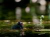 poussin de gallinule poule-d'eau (Gallinula chloropus)