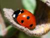 coccinelle à sept points (Coccinella septempunctata)