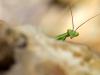 Mante religieuse (Mantis religiosa)